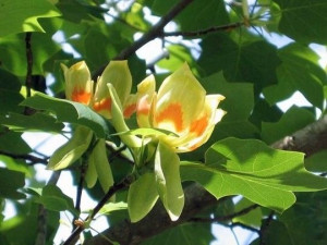 Tulipanowiec amerykański P9