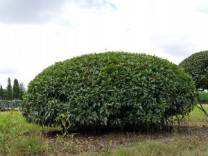 Laurowiśnia Angustifolia żywopłot doniczka 100cm