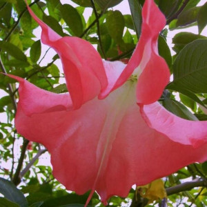 Brugmansja datura różowa Pink C2