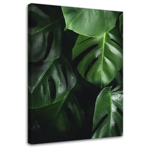 OBRAZ NA PŁÓTNIE Monstera Liście Natura 40x60