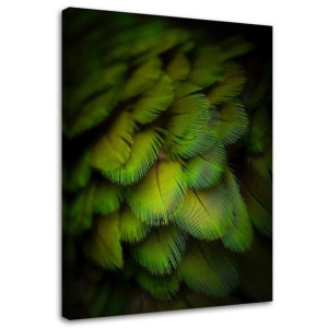 OBRAZ NA PŁÓTNIE Pióra Ptaki Zielony Natura 80x120