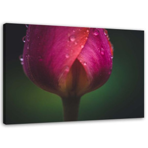 OBRAZ NA PŁÓTNIE Tulipan Kwiat Rosa różowy 60x40