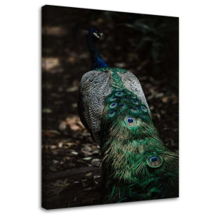 OBRAZ NA PŁÓTNIE Paw Ptak Natura 60x90