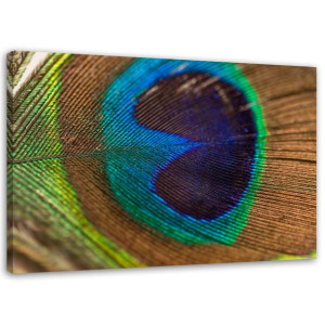 OBRAZ NA PŁÓTNIE Ptaki Pióro Paw Natura 60x40