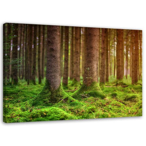 OBRAZ NA PŁÓTNIE Drzewa w mchu Krajobraz obraz 60x40