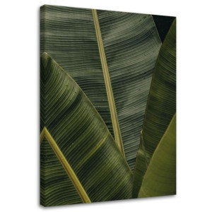 OBRAZ NA PŁÓTNIE Liście Bananowca Natura 40x60