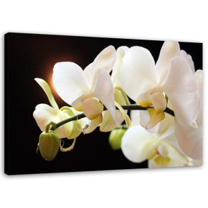 OBRAZ NA PŁÓTNIE Biała Orchidea Natura 60x40