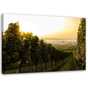 OBRAZ NA PŁÓTNIE Winogrona Winnica Widok 120x80