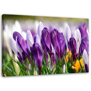 OBRAZ NA PŁÓTNIE Krokus Fioletowe Kwiaty 90x60