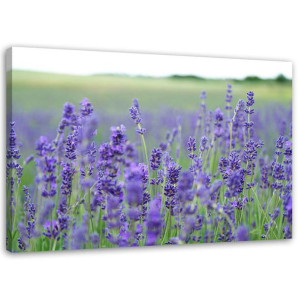 OBRAZ NA PŁÓTNIE Lawenda Pole Natura 60x40