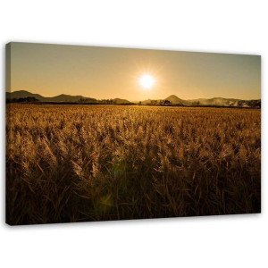 OBRAZ NA PŁÓTNIE Kukurydza Pole Natura 120x80