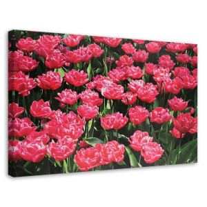 OBRAZ NA PŁÓTNIE Różowe Tulipany Kwiaty 120x80