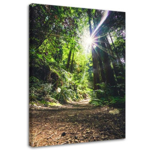 OBRAZ NA PŁÓTNIE Dżungla Las Natura Zielony 70x100