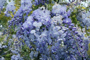 WISTERIA NIEBIESKA glicynia Sadzonki C2