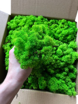  Mech Chrobotek trawiasta zieleń 100g naturalny