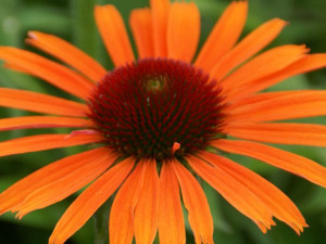 Jeżówka Orange Skipper P9 pomarańczowe kwiaty bylina