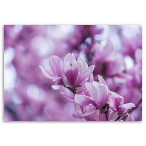 OBRAZ NA PŁÓTNIE Magnolia Kwiat Przyroda 90x60