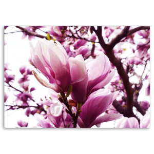 OBRAZ NA PŁÓTNIE Magnolia Drzewo Różowy 40x60