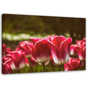 OBRAZ DO SALONU Czerwone Tulipany Kwiaty 100x70