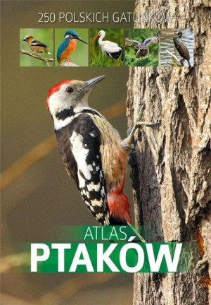 Atlas ptaków Dominik Marchowski