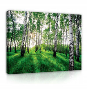 Obraz Las Brzozy Natura Do Sypialni Salonu 100x70
