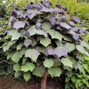 SURMIA PURPUREA Catalpa Katalpa PA 130-150cm C5