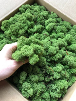 Mech Chrobotek naturalny trawiasta średnia zieleń 500g
