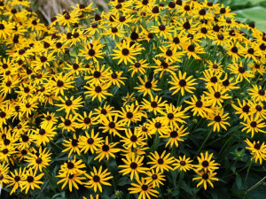 Rudbekia Little Goldstar żółte kwiaty bylina P9