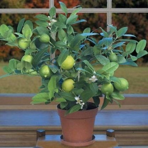 Limeta kwaśna lima limonka Lime Verde owocuje C1,5