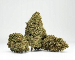 Susz Konopny Bubble Gum 10G CBD Mocny Topy