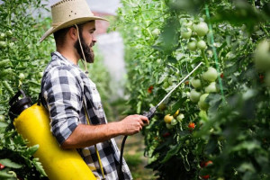 EkologicznyNawóz dolistny do podlewania Pomidorów Agrolinija-S