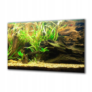Obraz na szkle Akwarystyka 36139825 100x50
