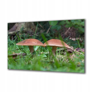 Obraz na szkle Natura 218106497 140x70