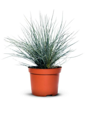 Kostrzewa sina - niebieska trawa  0,5 l x 10 szt