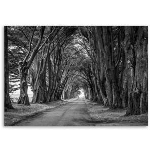FOTO OBRAZ Aleja Drzew w PARKU szary 60x40