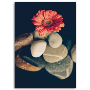 OBRAZ NA PŁÓTNIE Gerbera Kwiat Kamienie 80x120