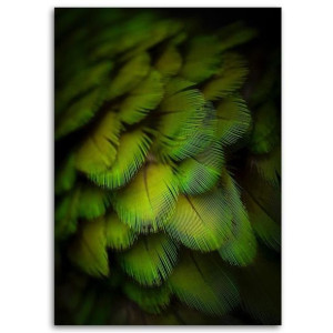 OBRAZ NA PŁÓTNIE Pióra Ptaki Zielony Natura 80x120