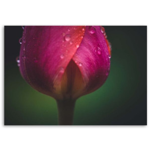 OBRAZ NA PŁÓTNIE Tulipan Kwiat Rosa różowy 90x60