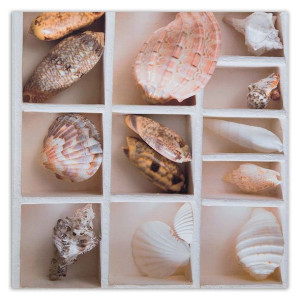 OBRAZ DO KUCHNI Muszle Morskie Natura 60x60