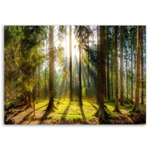 OBRAZ NA PŁÓTNIE Las Natura Blask Promieni 100x70