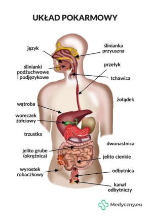 Plansza Anatomiczna - Układ Pokarmowy MEDYCZNY.EU