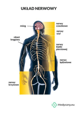 Plansza Anatomiczna - Układ Nerwowy MEDYCZNY.EU