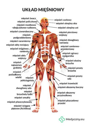 Plansza Anatomiczna - Układ Mięśniowy MEDYCZNY.EU