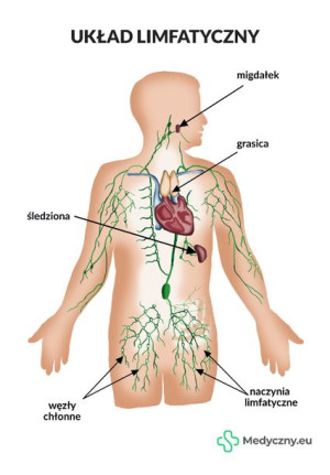 Plansza Anatomiczna - Układ Limfatyczny MEDYCZNY.EU