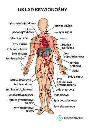 Plansza Anatomiczna - Układ Krwionośny MEDYCZNY.EU