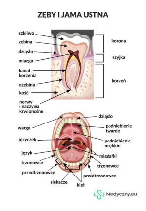Plansza Anatomiczna - Zęby I Jama Ustna MEDYCZNY.EU