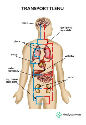 Plansza Anatomiczna - Transport Tlenu MEDYCZNY.EU