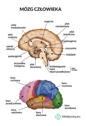 Plansza Anatomiczna - Mózg MEDYCZNY.EU