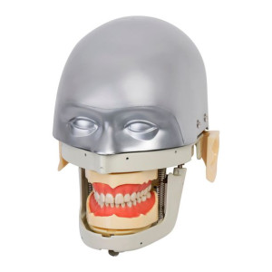 Symulator Stomatologiczny- Metalowy Model Jamy Ustnej #1815 MEDYCZNY.EU