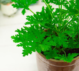 Geranium - sadzonka Anginowca piękna bujna roślina domowa pachnąca